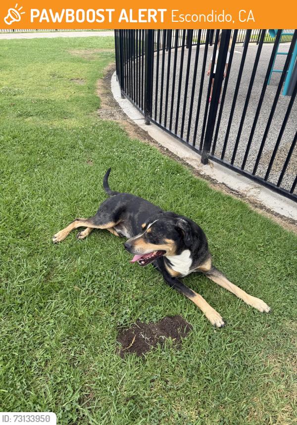 Found/Stray Male Dog last seen Mountain View Park, Escondido, CA 92027