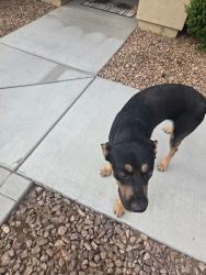 Found/Stray Male Dog last seen Placida and armagosa, Victorville, CA 92394
