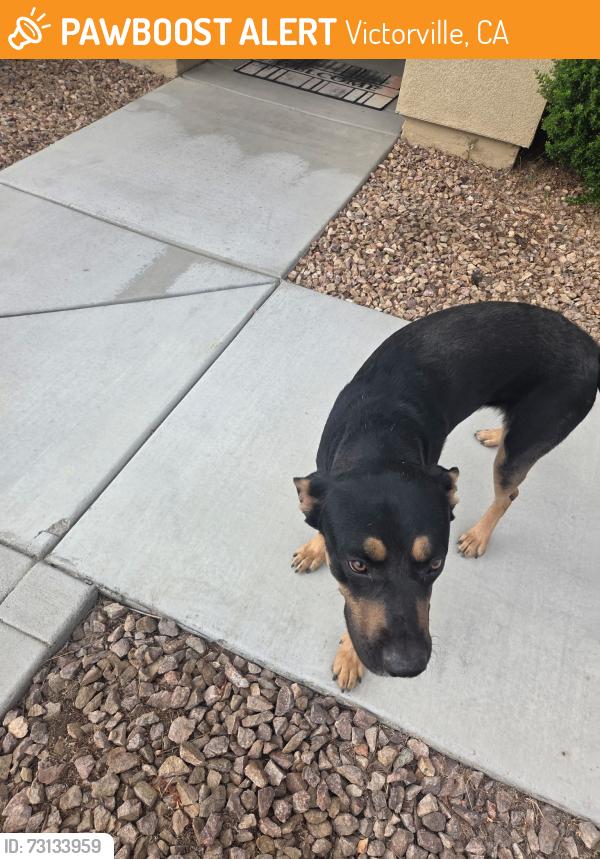 Found/Stray Male Dog last seen Placida and armagosa, Victorville, CA 92394