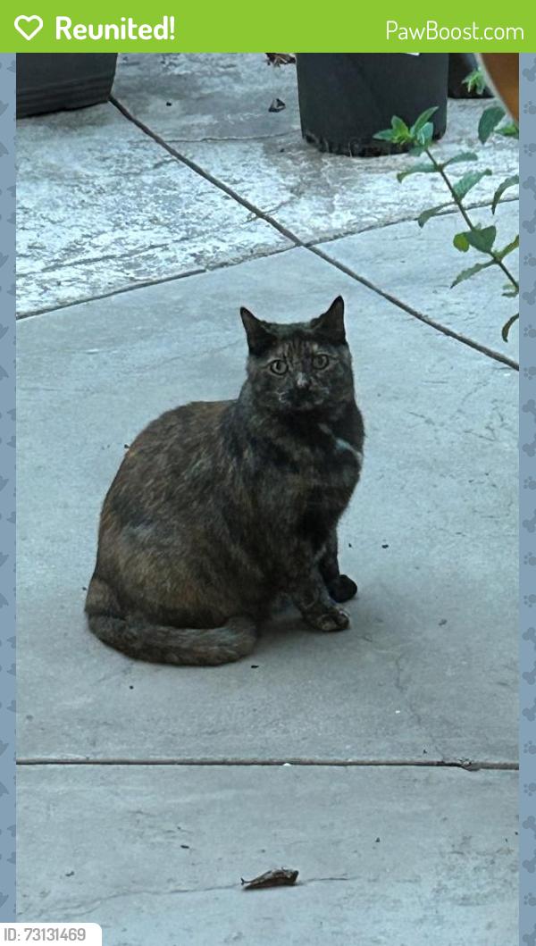 Reunited Female Cat last seen Corner of Maurice Dr and Reino Rd, Thousand Oaks, CA 91320