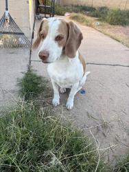 Lost Male Dog last seen 55th & Indian School, Phoenix, AZ 85031