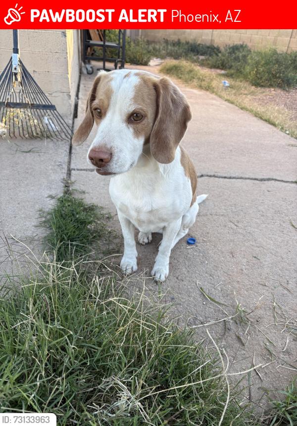 Lost Male Dog last seen 55th & Indian School, Phoenix, AZ 85031