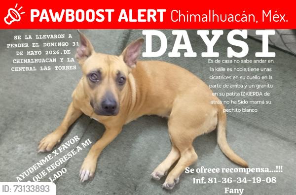 Lost Female Dog last seen Entre calle 13 y calle 15, Chimalhuacán, Méx. 