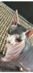 Reunited Female Cat last seen Butterfield Dr near Angola, Toledo, OH 43615