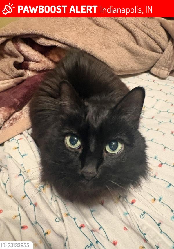 Lost Female Cat last seen Denison and Troy, Indianapolis, IN 46241