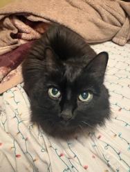 Lost Female Cat last seen Denison and Troy, Indianapolis, IN 46241