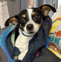 Shelter Stray Female Dog last seen Not Provided., San Diego, CA, 92173, 5500 Gaines St, San Diego, CA 92110, USA