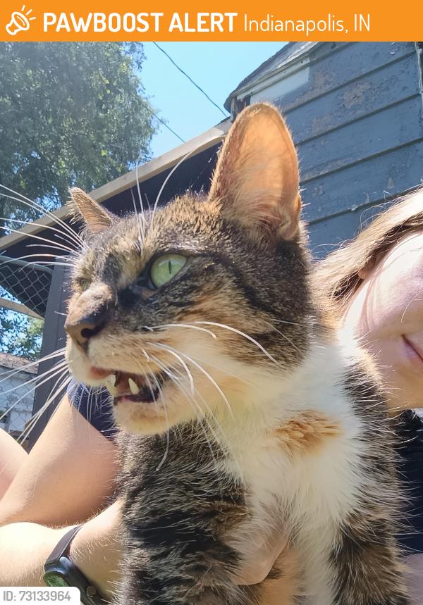 Found/Stray Unknown Cat last seen 10th St and Girls School Rd, Indianapolis, IN 46214