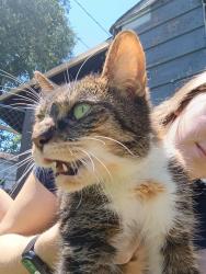 Found/Stray Unknown Cat last seen 10th St and Girls School Rd, Indianapolis, IN 46214