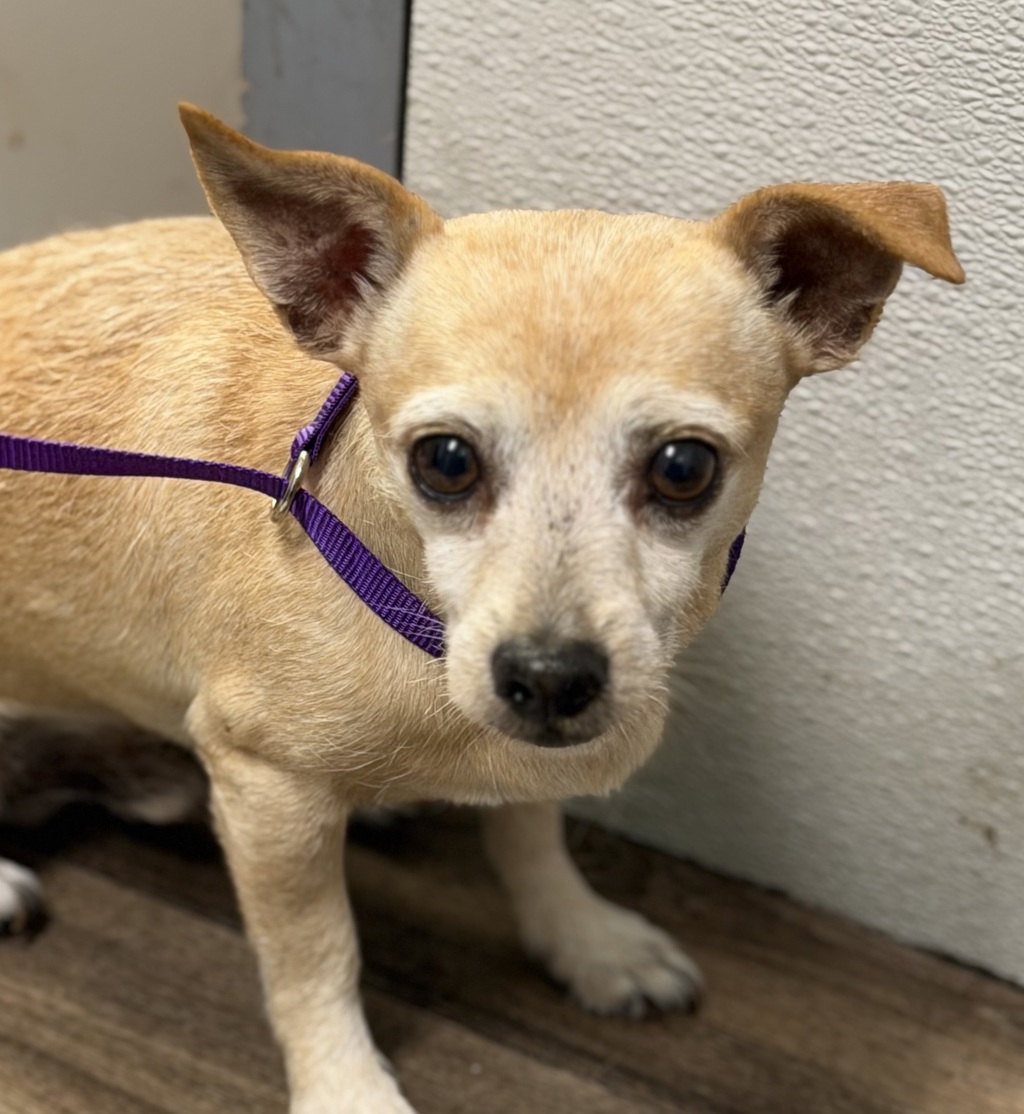 Shelter Stray Male Dog last seen Near Logan Avenue, San Diego, CA, 92113, 5500 Gaines St, San Diego, CA 92110, USA
