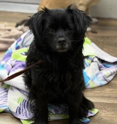 Shelter Stray Male Dog last seen Near Logan Avenue, San Diego, CA, 92113, 5500 Gaines St, San Diego, CA 92110, USA