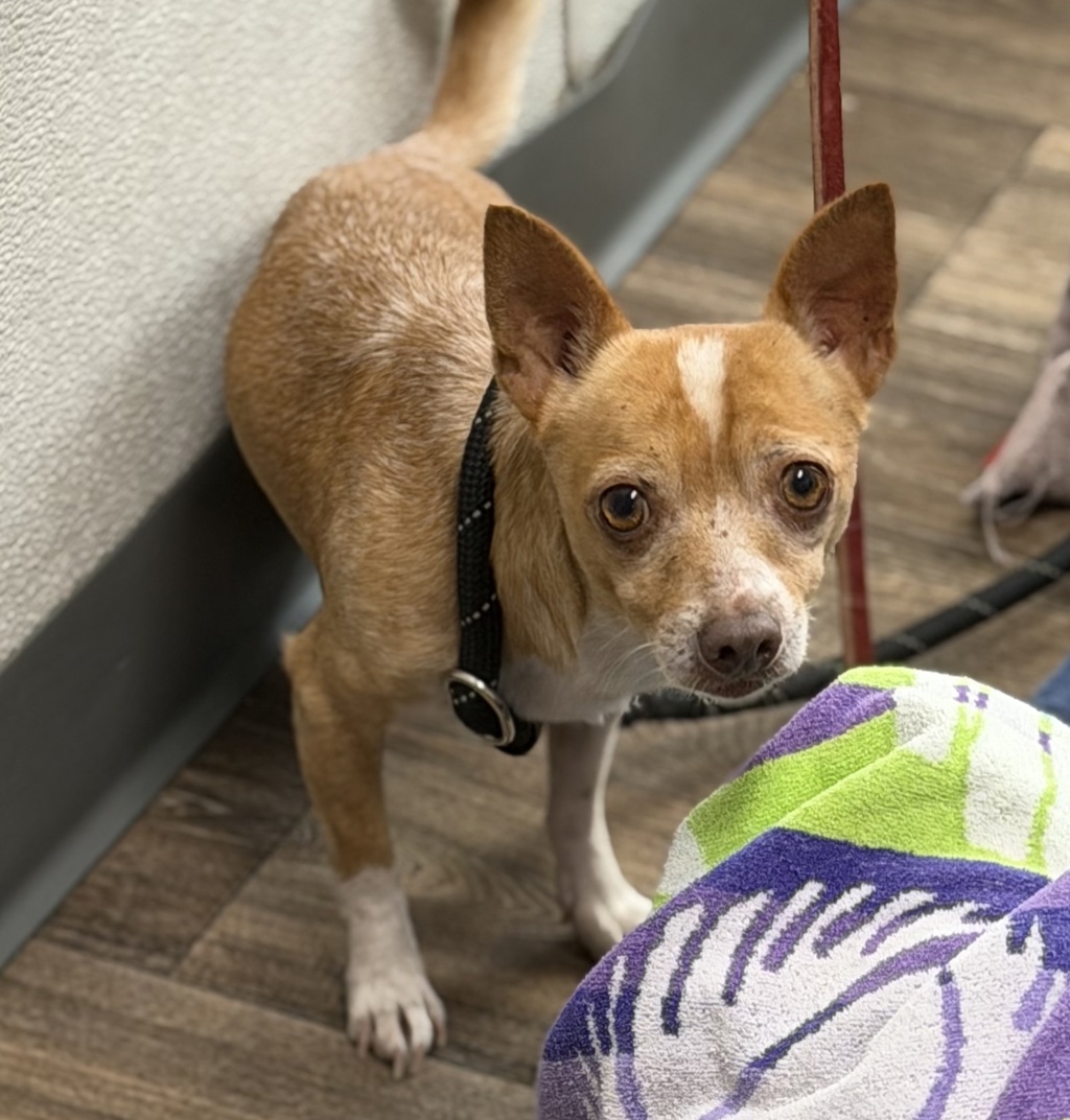 Shelter Stray Male Dog last seen Near Logan Avenue, San Diego, CA, 92113, 5500 Gaines St, San Diego, CA 92110, USA