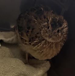 Shelter Stray Unknown Bird last seen Timothy Dr., San Diego, CA, 92105, 5500 Gaines St, San Diego, CA 92110, USA