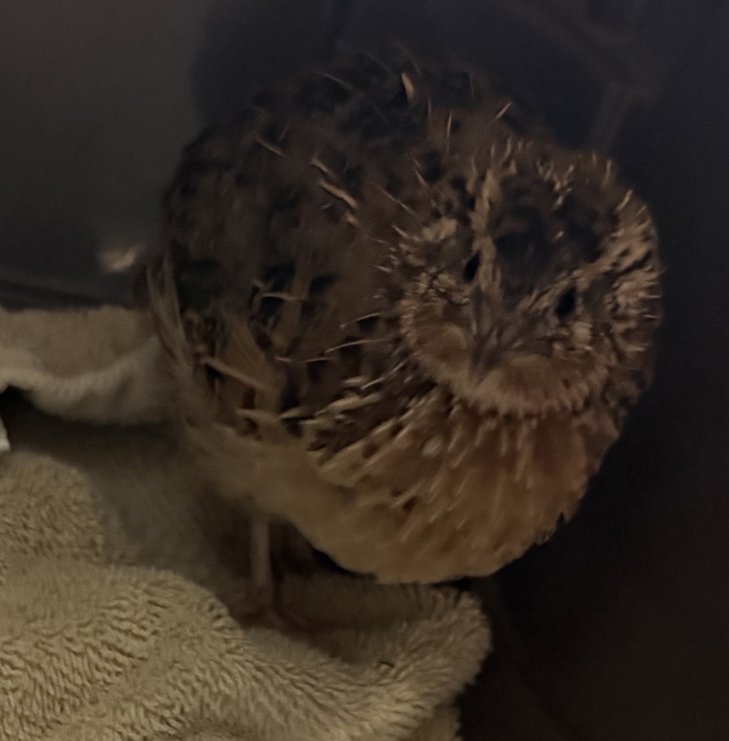 Shelter Stray Unknown Bird last seen Timothy Dr., San Diego, CA, 92105, 5500 Gaines St, San Diego, CA 92110, USA