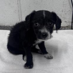 Shelter Stray Female Dog last seen Not Provided., Fresno, CA, 93650, Escondido, CA 92027, USA