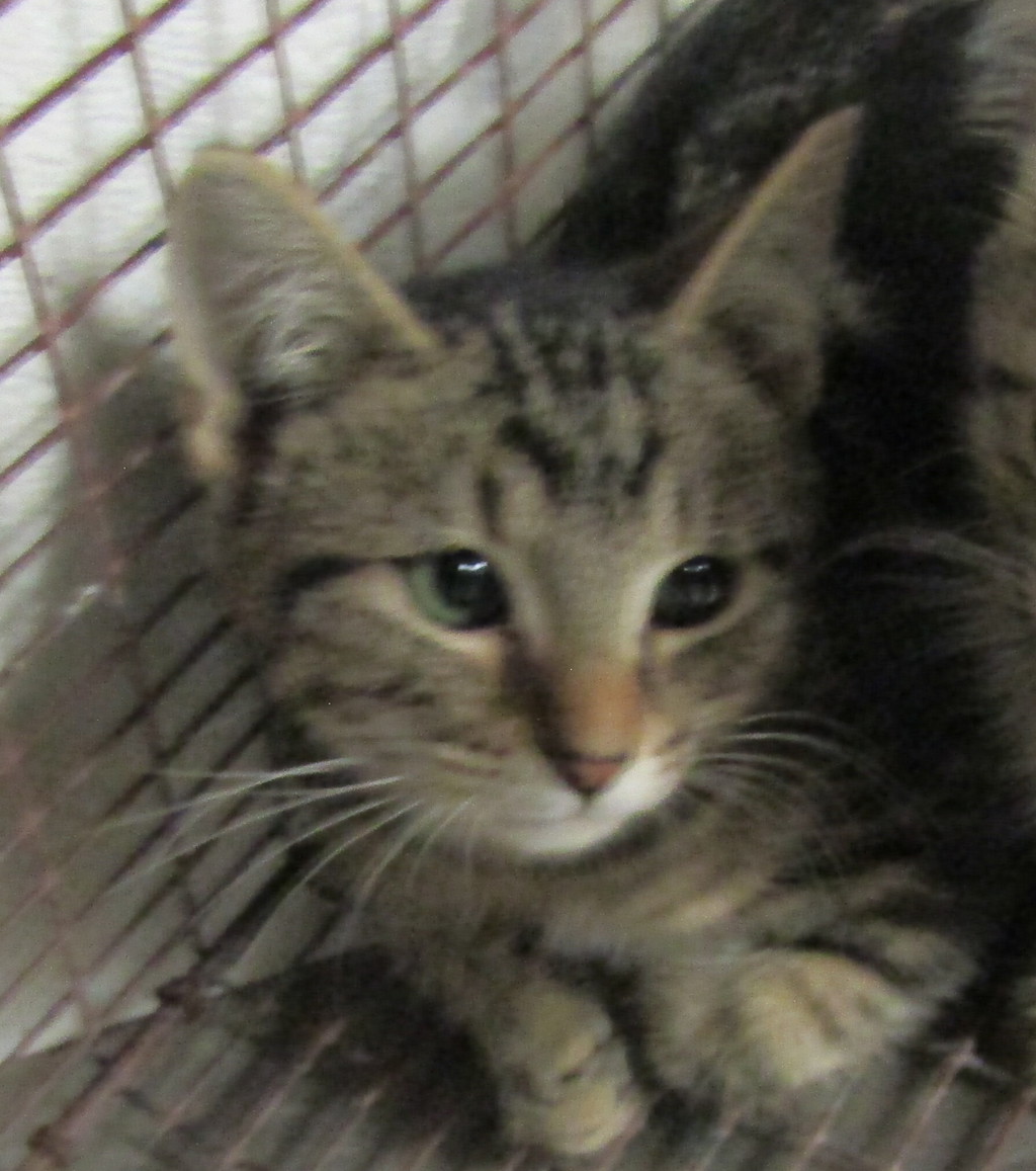 Shelter Stray Unknown Cat last seen Near Poole Road, RALEIGH, NC, 27610, 820 Beacon Lake Dr, Raleigh, NC 27610, USA