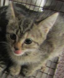 Shelter Stray Unknown Cat last seen Near Poole Road, RALEIGH, NC, 27610, 820 Beacon Lake Dr, Raleigh, NC 27610, USA