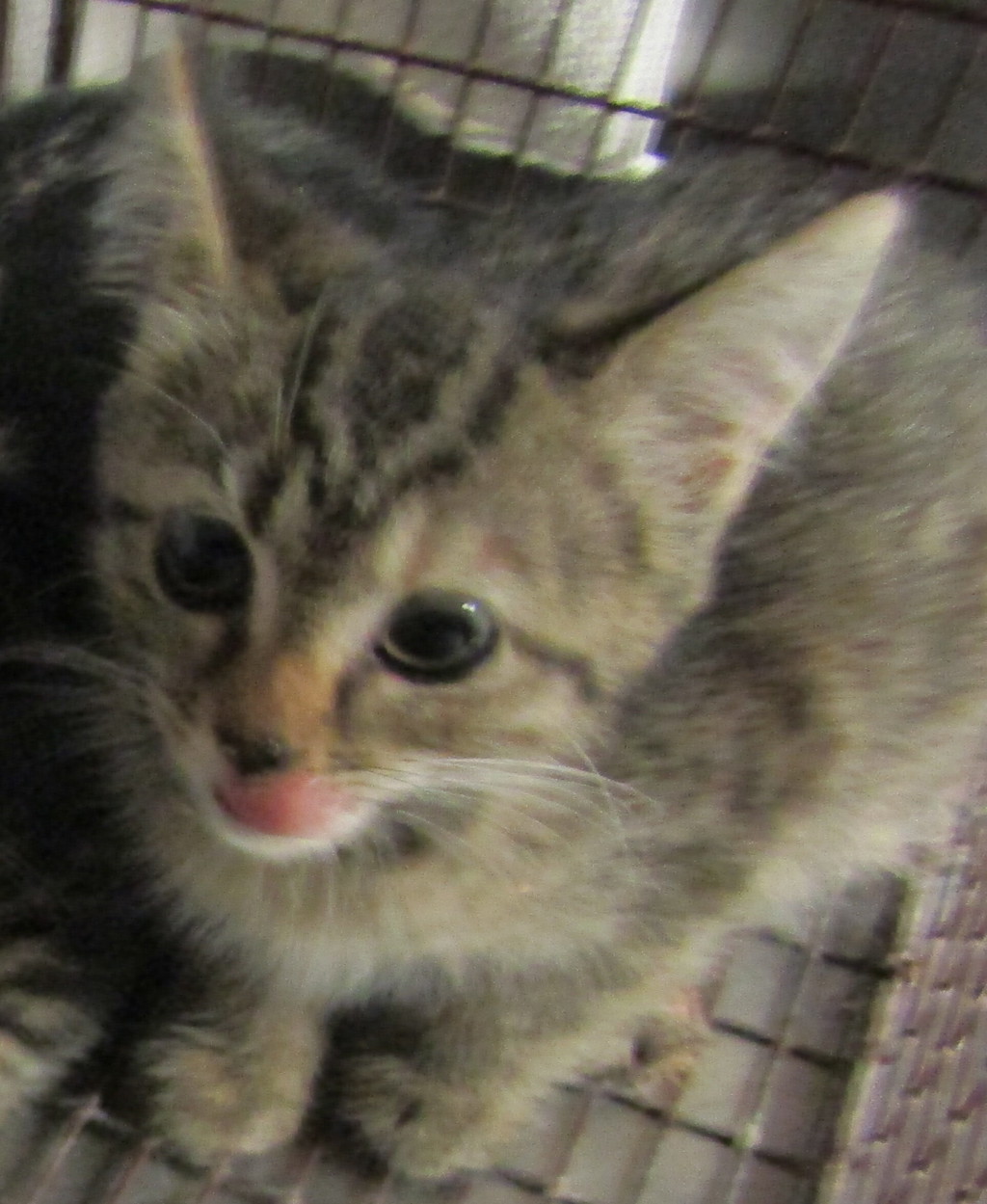 Shelter Stray Unknown Cat last seen Near Poole Road, RALEIGH, NC, 27610, 820 Beacon Lake Dr, Raleigh, NC 27610, USA