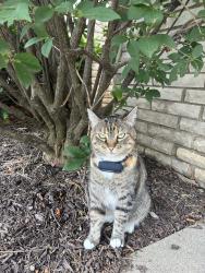 Reunited Female Cat last seen Pulaski & 99th, Oak Lawn, IL 60453