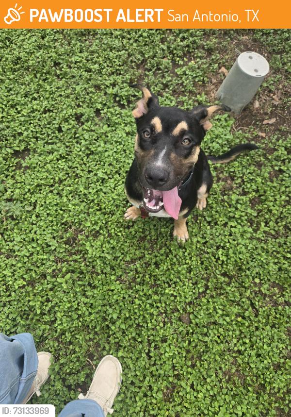 Found/Stray Male Dog last seen Near Access Road and Thousand Oaks, San Antonio, TX 78232
