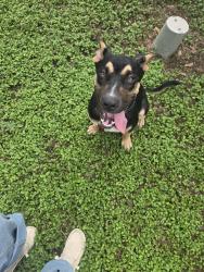 Found/Stray Male Dog last seen Near Access Road and Thousand Oaks, San Antonio, TX 78232