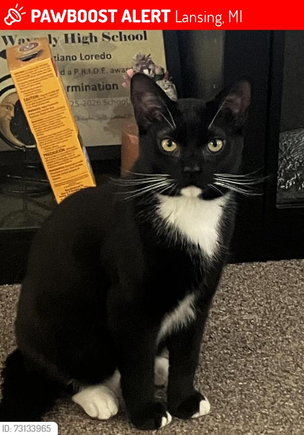 Lost Male Cat last seen Near W Gier St 48906 Lansing MI, Lansing, MI 48906