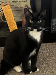 Lost Male Cat last seen Near W Gier St 48906 Lansing MI, Lansing, MI 48906