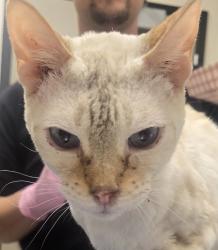 Shelter Stray Female Cat last seen Near Buena Terrace, El Cajon, CA, 92020, 5500 Gaines St, San Diego, CA 92110, USA