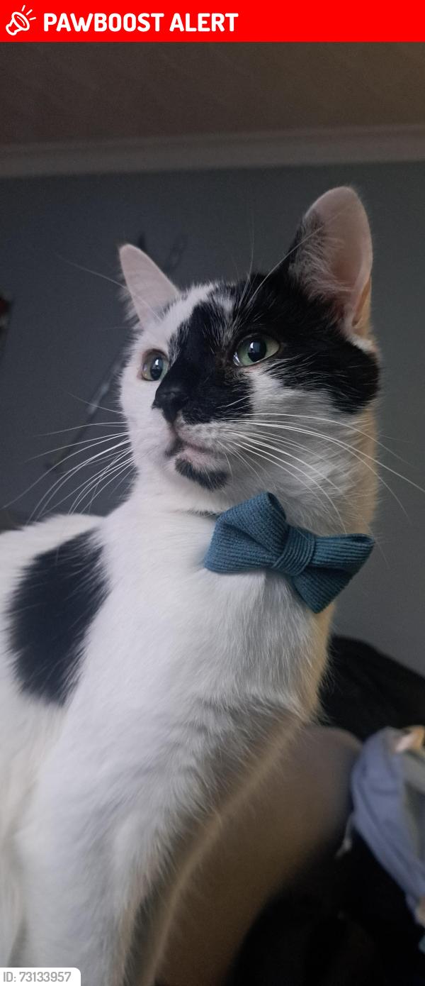 Lost Male Cat last seen Near frinton road, Nottingham, England NG8 6GZ