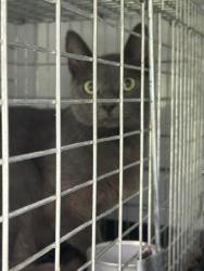 Shelter Stray Unknown Cat last seen Near Towanda Road, VIRGINIA BEACH, VA, 23464, 341 S Birdneck Rd, Virginia Beach, VA 23451, USA