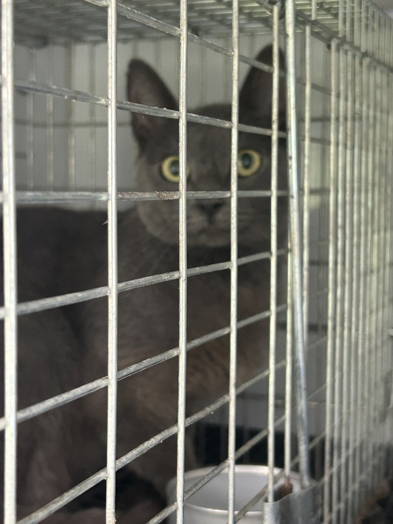 Shelter Stray Unknown Cat last seen Near Towanda Road, VIRGINIA BEACH, VA, 23464, 341 S Birdneck Rd, Virginia Beach, VA 23451, USA
