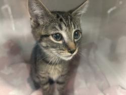 Shelter Stray Female Cat last seen Near Stratford Avenue, BRONX, NY, 10472, 326 E 110th St, New York, NY 10029, USA