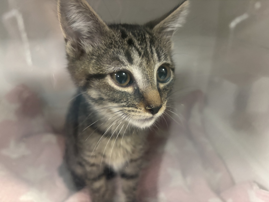 Shelter Stray Female Cat last seen Near Stratford Avenue, BRONX, NY, 10472, 326 E 110th St, New York, NY 10029, USA