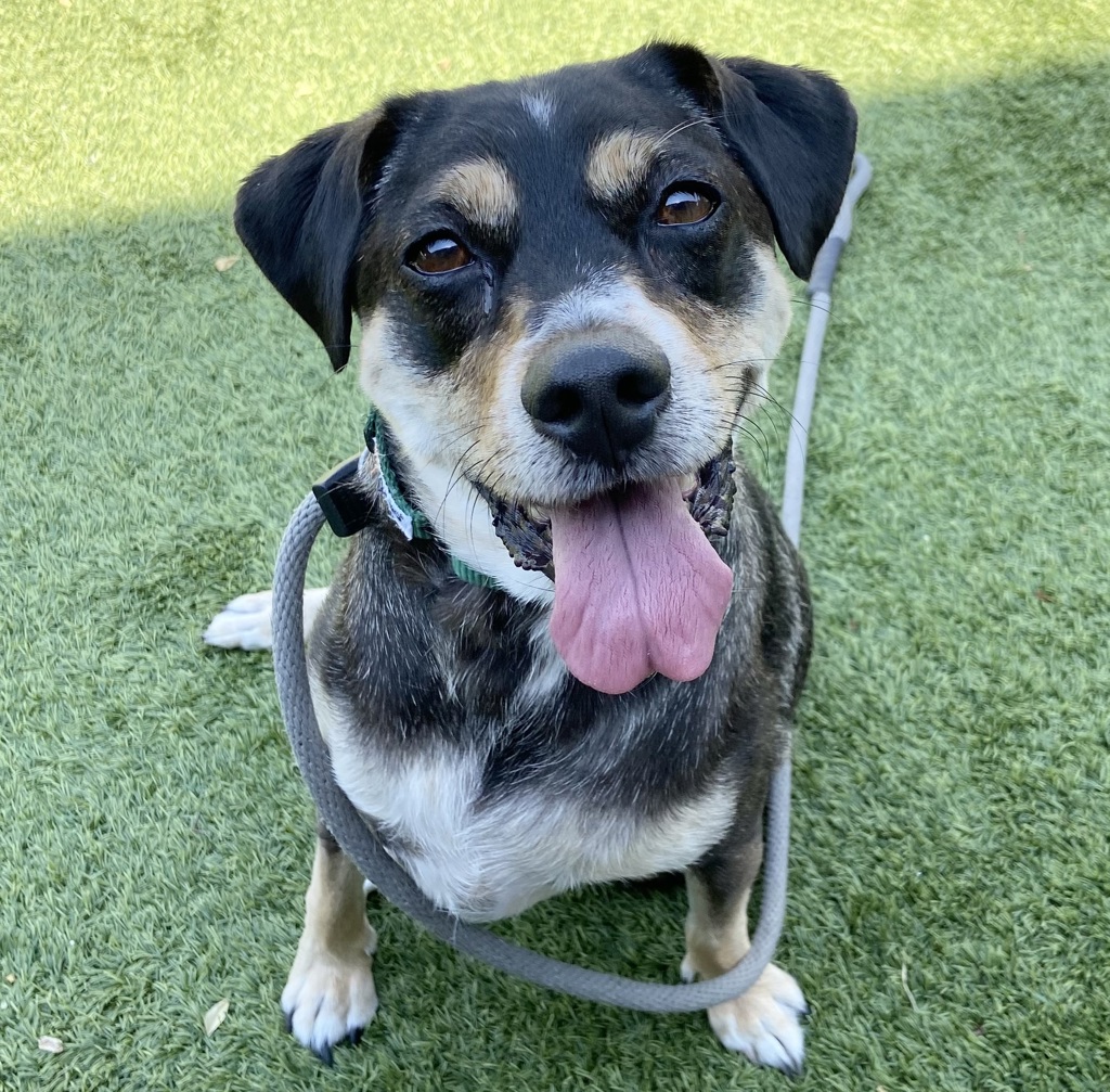 Shelter Stray Female Dog last seen Near S Candlestick Lane W, Midvale, UT, 84047, 511 W 3900 S, Salt Lake City, UT 84123, USA