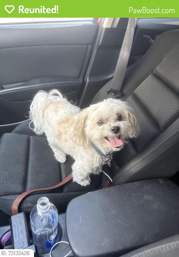 Reunited Male Dog last seen VIA LINDA, Scottsdale, AZ 85258