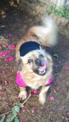 Lost Female Dog last seen E Ponce de Leon and Mel Ave, Clarkston, GA 30021