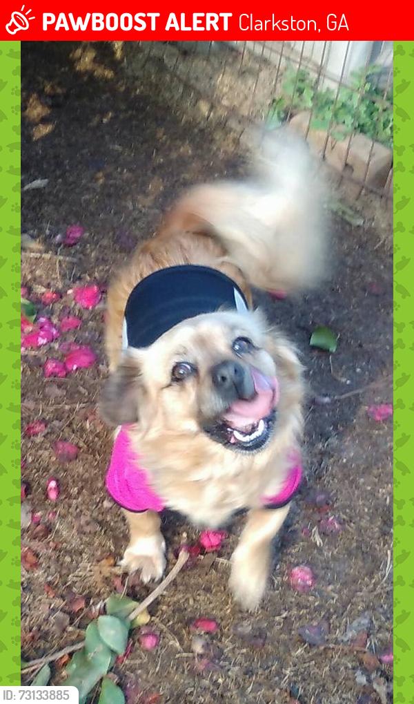 Lost Female Dog last seen E Ponce de Leon and Mel Ave, Clarkston, GA 30021