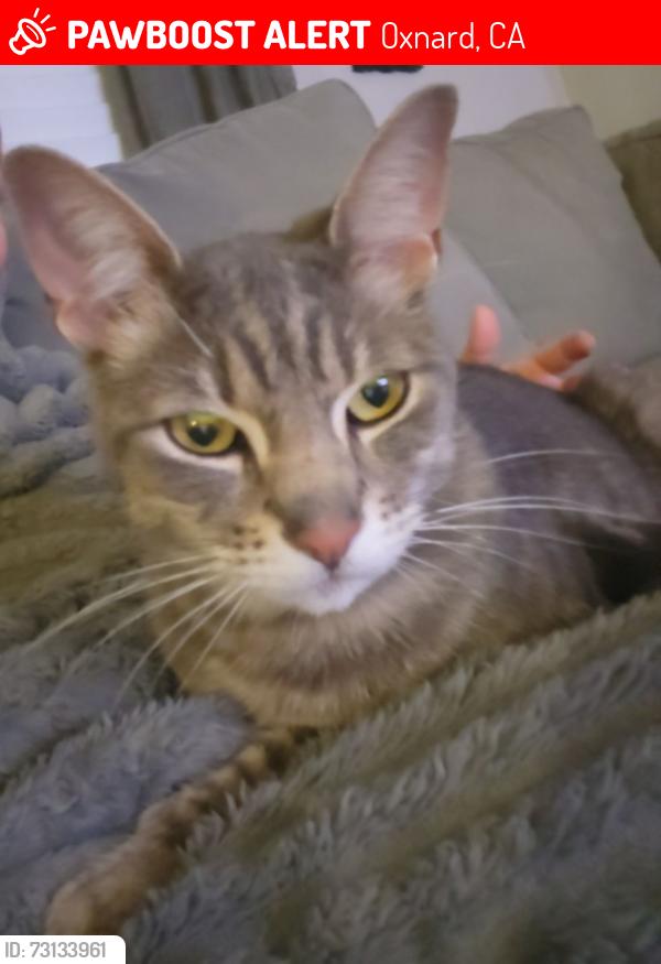 Lost Male Cat last seen Wooley & Patterson, Oxnard, CA 93035