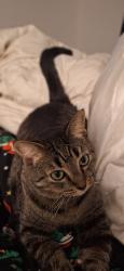 Reunited Female Cat last seen Near & Groveland, Roseville, MI 48066