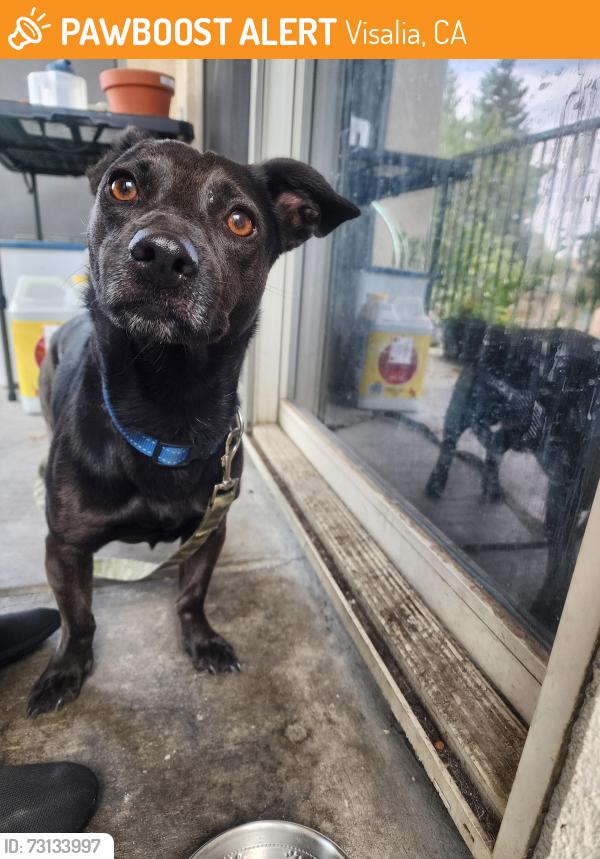 Found/Stray Male Dog last seen Cross streets Court and cameron, Visalia, CA 93277