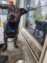 Found/Stray Male Dog last seen Cross streets Court and cameron, Visalia, CA 93277