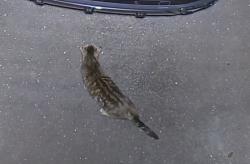 Found/Stray Unknown Cat last seen Near Dunkin Donuts, Stamford, CT 06902