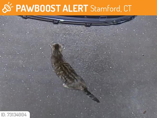 Found/Stray Unknown Cat last seen Near Dunkin Donuts, Stamford, CT 06902