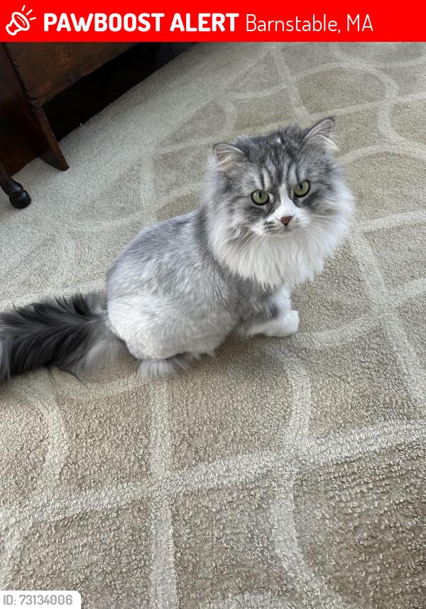 Lost Female Cat last seen Near Bay Ln, Barnstable, MA 02632