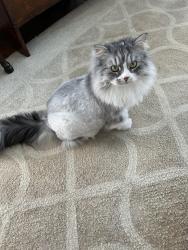 Lost Female Cat last seen Near Bay Ln, Barnstable, MA 02632