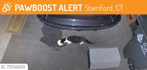 Found/Stray Unknown Cat last seen Near Dunkin Donuts, Stamford, CT 06902