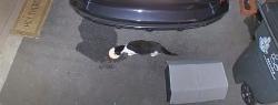 Found/Stray Unknown Cat last seen Near Dunkin Donuts, Stamford, CT 06902