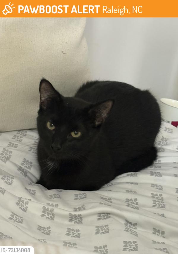 Found/Stray Female Cat last seen Live oak rd, Raleigh, NC 27604