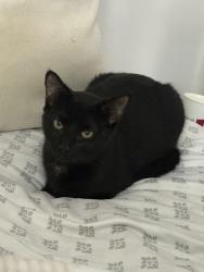 Found/Stray Female Cat last seen Live oak rd, Raleigh, NC 27604