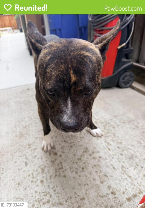 Reunited Unknown Dog last seen Prewett Ranch and Cedar point Way, Antioch, CA 94531